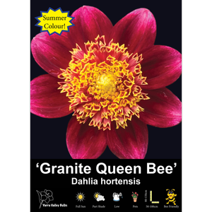 Yarra Valley Bulbs Granite Queen Bee - 1 Pack