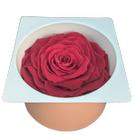 Blooms of Joy 8cm Red Large Rose