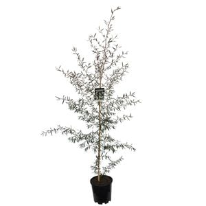 3.3L Shiny Tea Tree - Leptospermum nitidum Copper Sheen