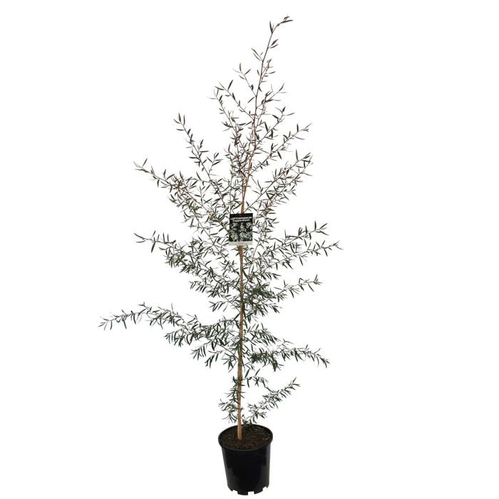 3.3L Shiny Tea Tree - Leptospermum nitidum Copper Sheen