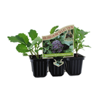 Punnet Broccoli Purple Sprouting - Brassica oleracea