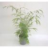 Growing Spectrum Bambusa Gracillis Bamboo Plant