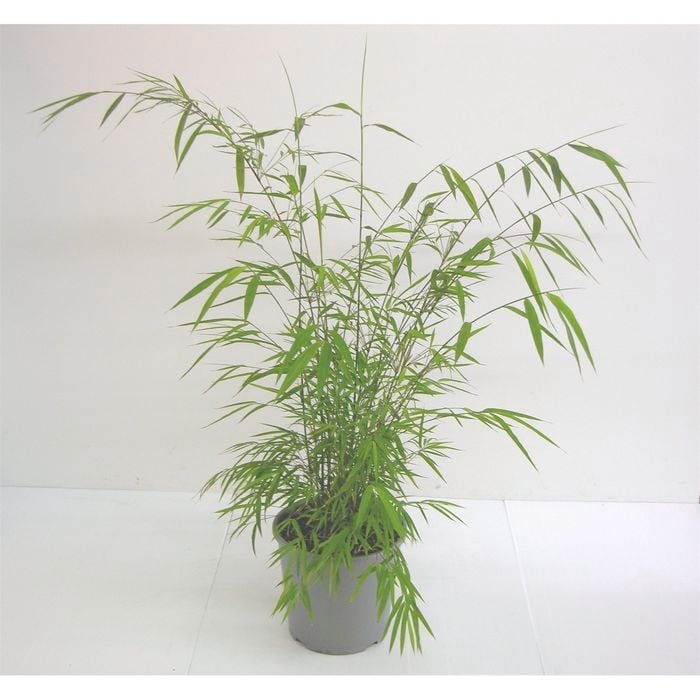 Growing Spectrum Bambusa Gracillis Bamboo Plant