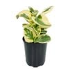 125mm Pepper Face Plant - Peperomia obtusifolia Albo Variegata