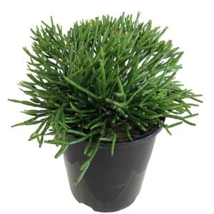 1.9L Hatiora Salicornoides - Hatiora