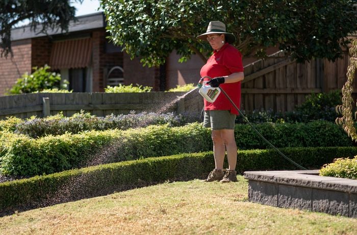 A Bunnings team member is applying Seasol lawn fertiliser.