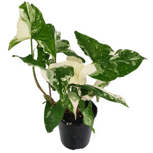 125mm Fantasy - Syngonium podophyllum 