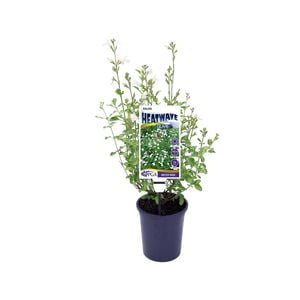 140mm Mexican Sage - Salvia HEATWAVE Glare