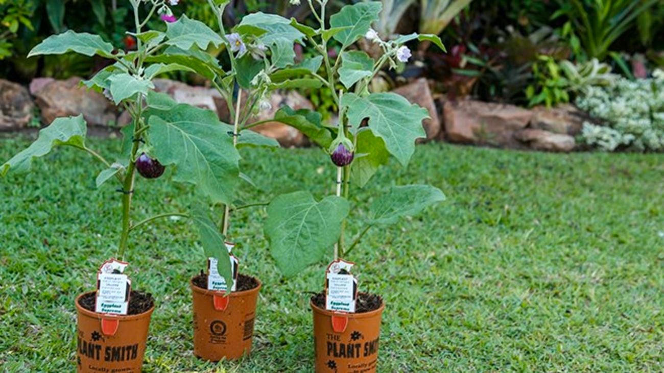 Eggplant.