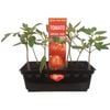 Punnet Tomato Grosse Lisse - Lycopersicon lycopersicum - Grow Your Own Range