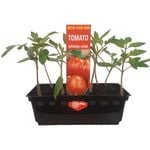 Punnet Tomato Grosse Lisse - Lycopersicon lycopersicum - Grow Your Own Range