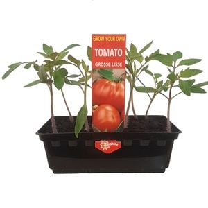 Punnet Tomato Grosse Lisse - Lycopersicon lycopersicum - Grow Your Own Range