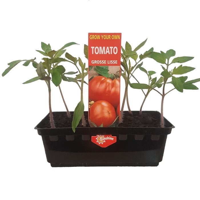 Punnet Tomato Grosse Lisse - Lycopersicon lycopersicum - Grow Your Own Range