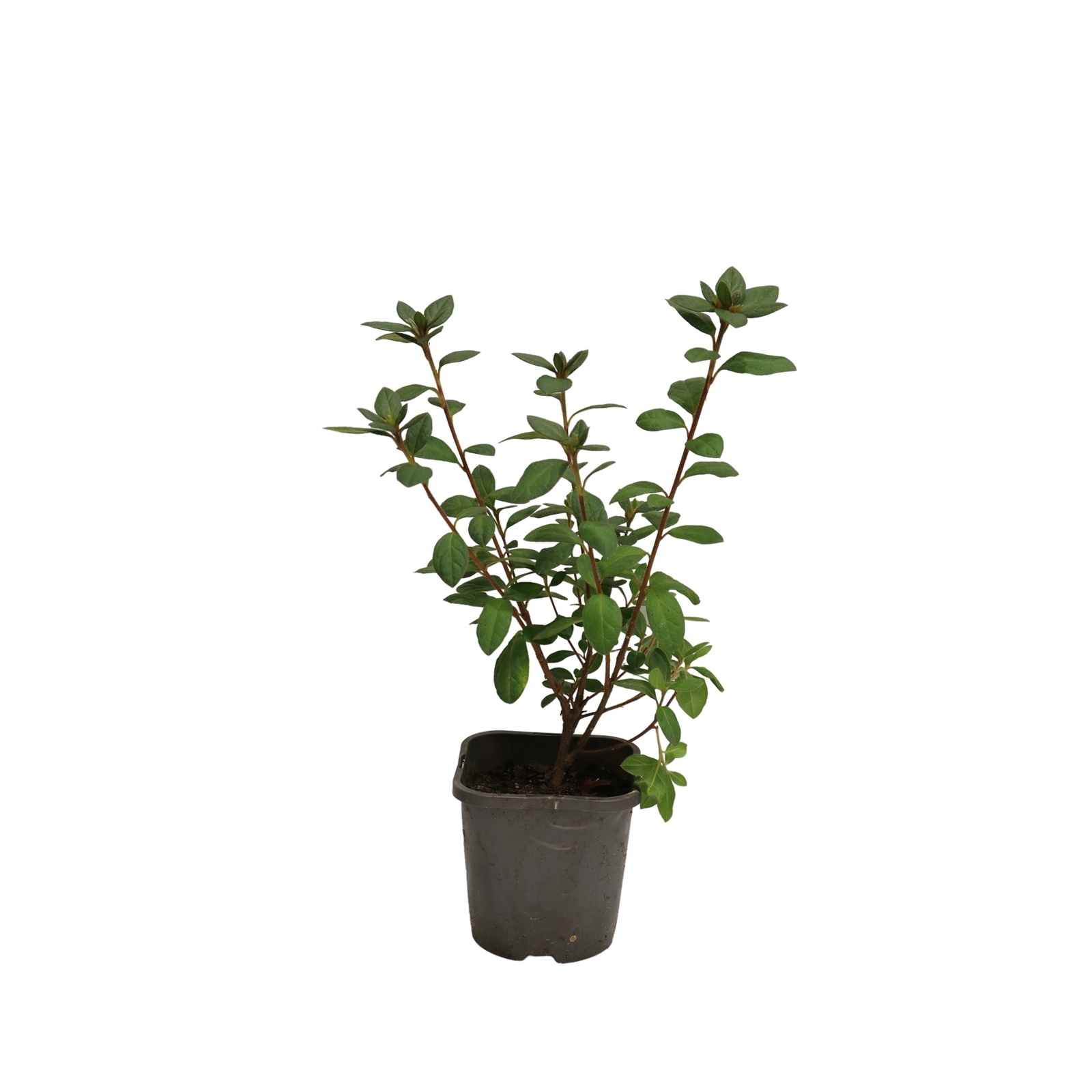 140mm Azalea Encore - Rhododendron hybrid