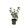 140mm Azalea Encore - Rhododendron hybrid