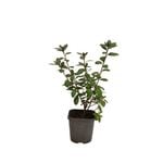 140mm Azalea Encore - Rhododendron hybrid