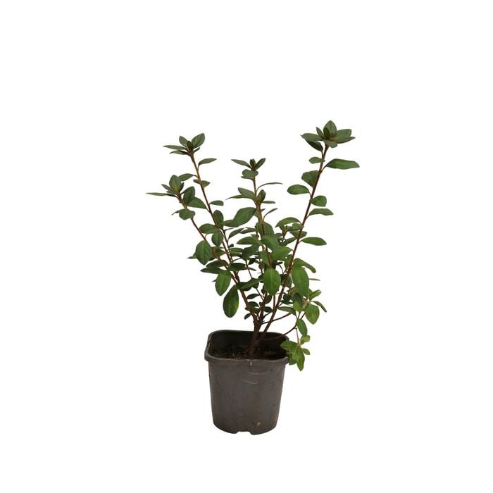 140mm Azalea Encore - Rhododendron hybrid