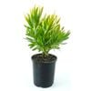 150mm Leucadendron Corringle Gold