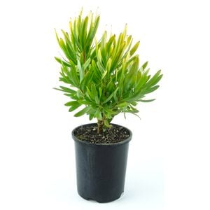 150mm Leucadendron Corringle Gold