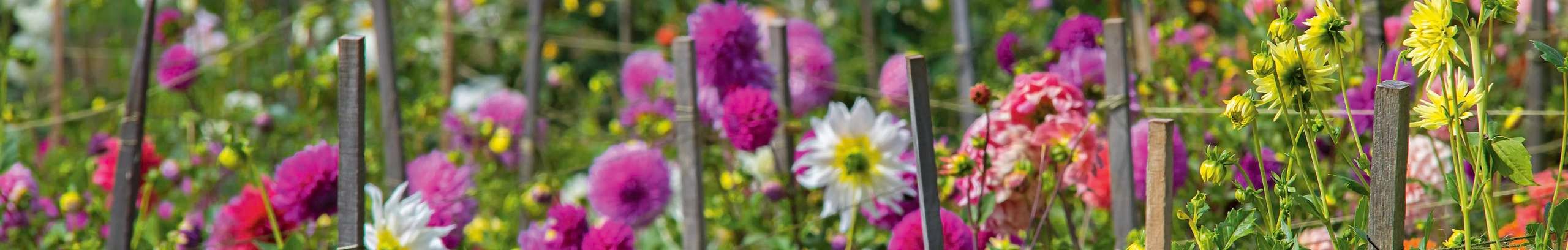 Bloomed colourful flowers in a large garden