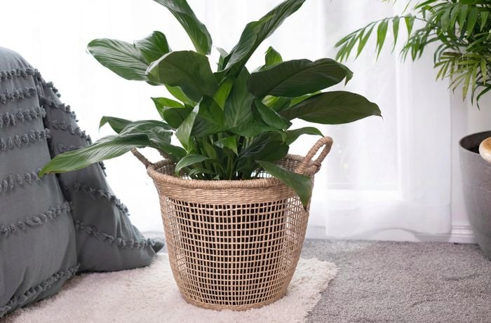 Green leafy plant on rug, in wicker basket style pot.