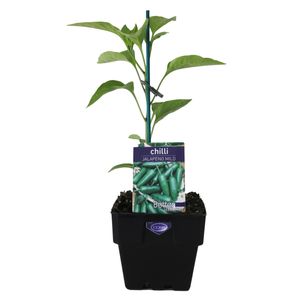 100mm Chilli Jalapeno Mild - Capsicum annuum