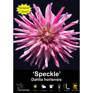 Yarra Valley Bulbs Dahlia Speckle - 1 Pack