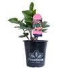 180mm Frostkiss Elemental - Hellebore