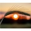 Barley Ear On a Background  Print 100% Australian Made 90 x 60cm  (Stretched)