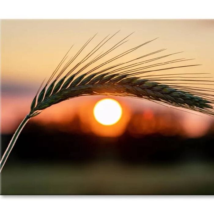 Barley Ear On a Background  Print 100% Australian Made 90 x 60cm  (Stretched)