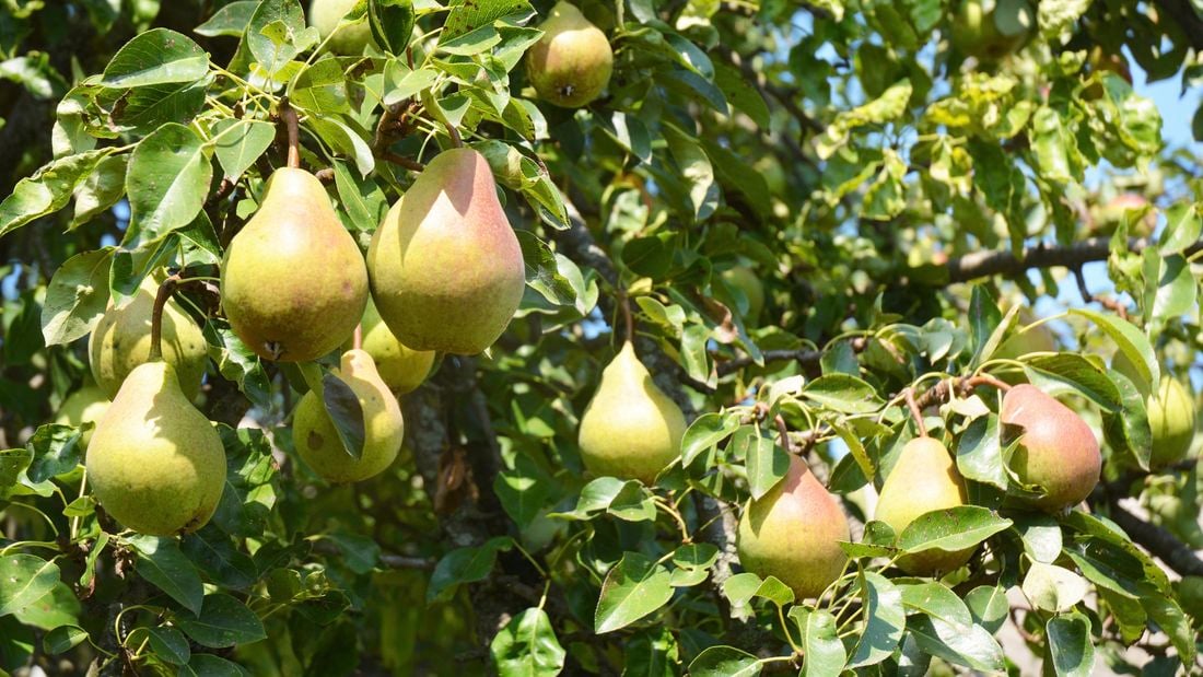 Pears hanging from a pear tree