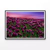 Sunset on a Field with Poppies  Print 100% Australian Made 120x90cm  (Poster)