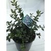 200mm Californian Lilac - ceanothus Yankee Point
