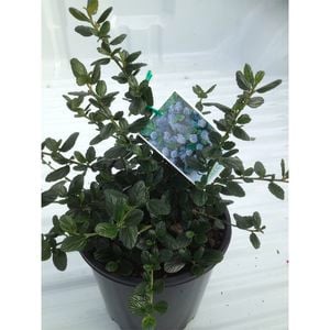 200mm Californian Lilac - ceanothus Yankee Point