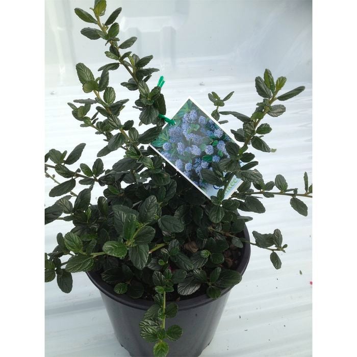 200mm Californian Lilac - ceanothus Yankee Point