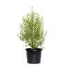 270mm Green Pillar - Pittosporum tenuifolium