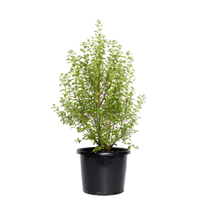 270mm Green Pillar - Pittosporum tenuifolium