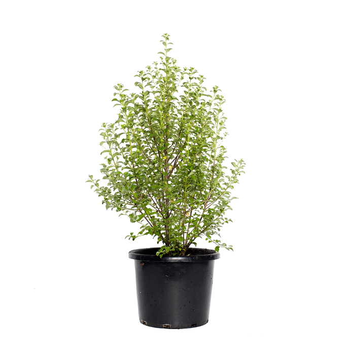 270mm Green Pillar - Pittosporum tenuifolium