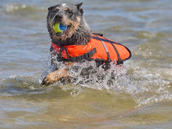dog in the water with a ball in his mouth