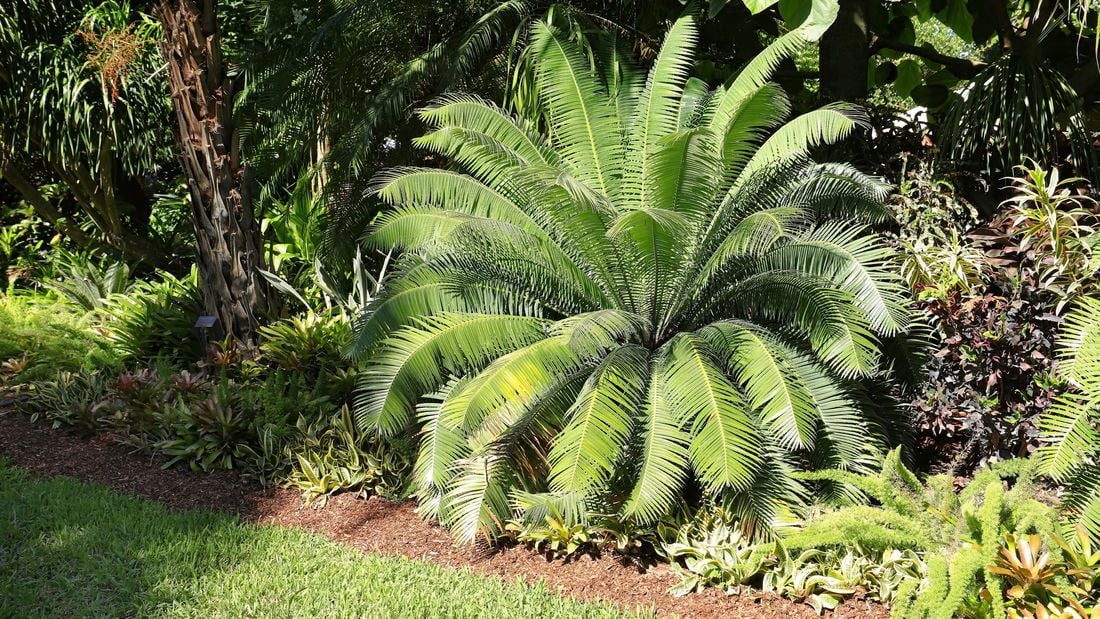 A cycad plant in a tropical garden