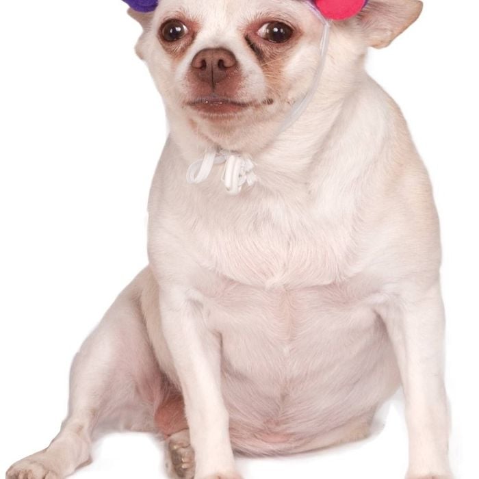 Rubies Paw Print Girl Pet Birthday Hat Dog/Pet Fancy Dress Up Costume Size M-L