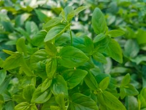 Green leaves of river mint