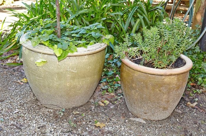 Pot plants.