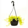 200mm Lysimachia Golden Moneywort - Lysimachia nummularia
