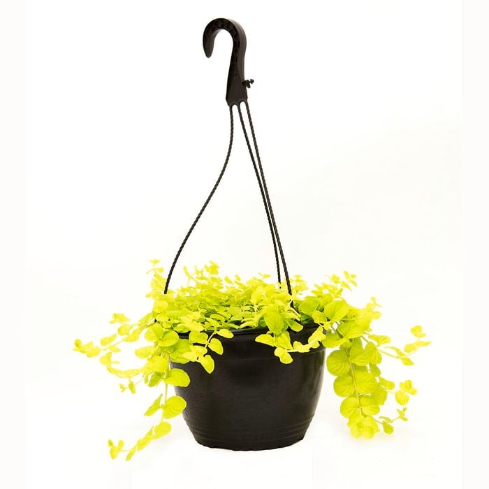 200mm Lysimachia Golden Moneywort - Lysimachia nummularia