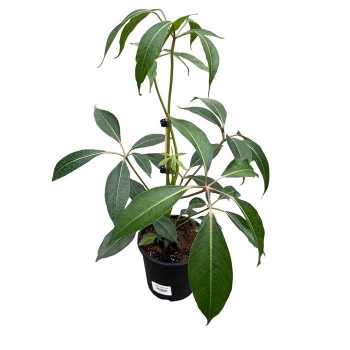 170mm Mallet Flower - Tupidanthus Calyptratus