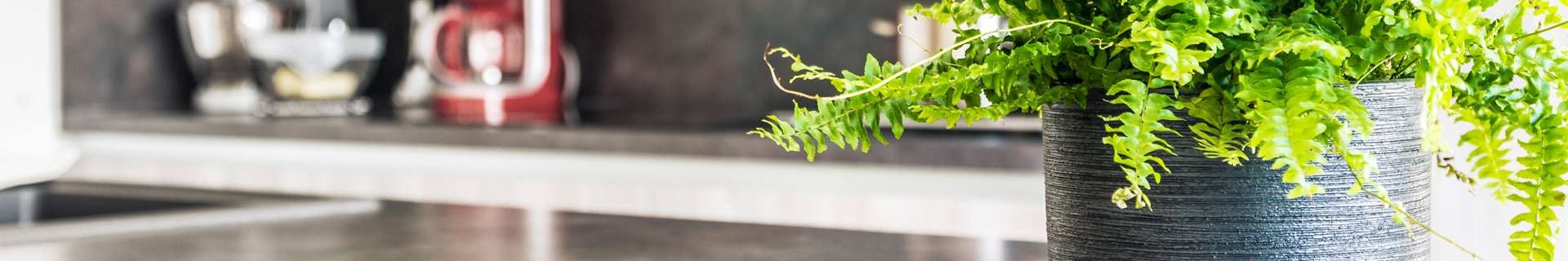 A potted fern plant sitting on a benchtop.
