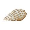 Darlin Capiz/Metal 36x20cm Babylonia Shell Wall Art V2 Hanging Decor Beige
