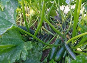Zucchini plants growing in the dirt.
