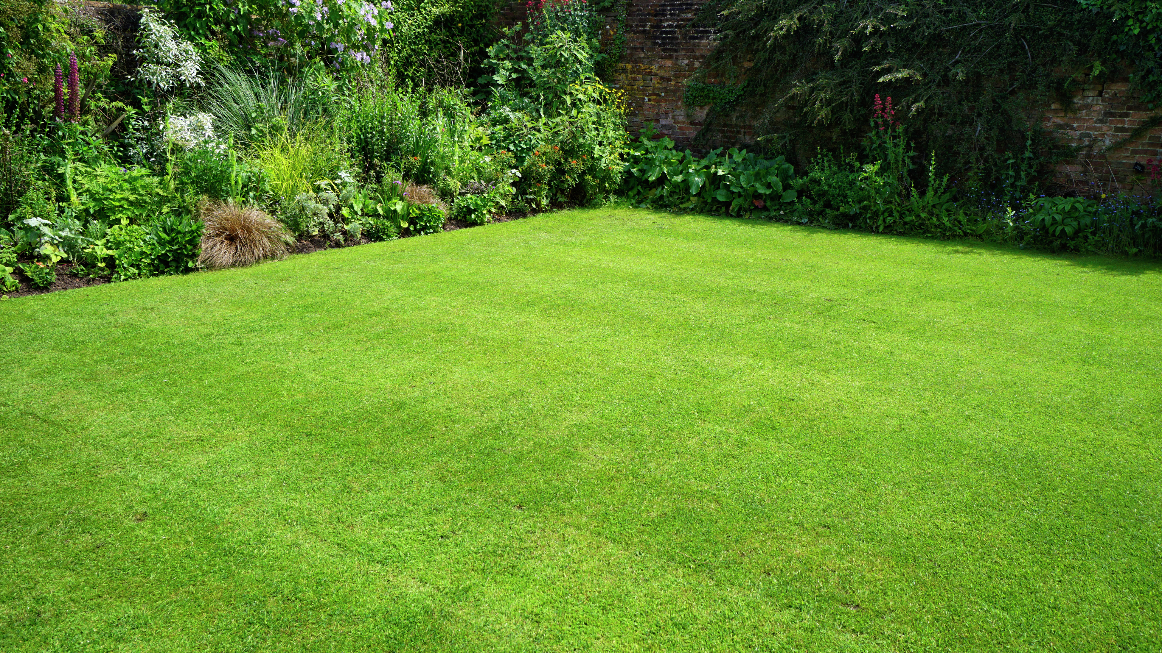 Common Lawn Types And How to Identify Them Bunnings Australia